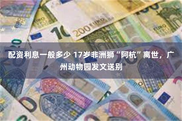 配资利息一般多少 17岁非洲狮“阿杭”离世，广州动物园发文送别